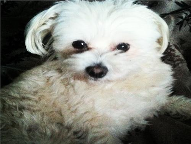 Cahley - Maltipom Puppy For Sale Premier Pups Cahley - Maltipom Puppy For Sale Premier Pups