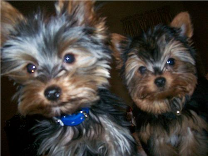 Boomer and Puppy Wuppy - Yorkshire Terrier Puppy For Sale Premier Pups Boomer and Puppy Wuppy - Yorkshire Terrier Puppy For Sale Premier Pups