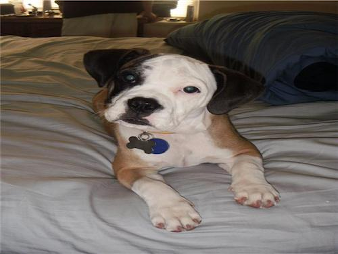 Roxy - English Bulldog Puppy For Sale Premier Pups Roxy - English Bulldog Puppy For Sale Premier Pups