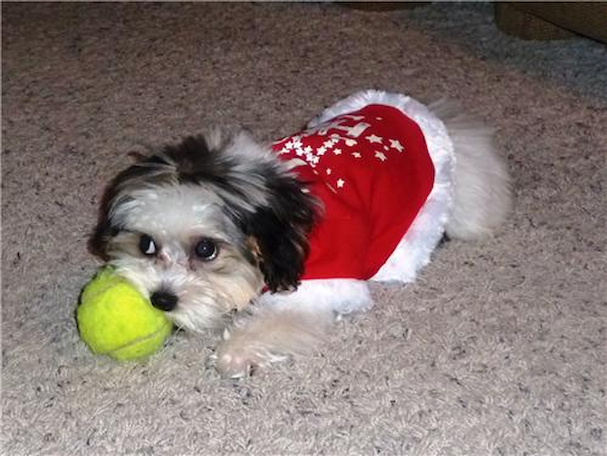 Cali - Morkie Puppy For Sale Premier Pups Cali - Morkie Puppy For Sale Premier Pups