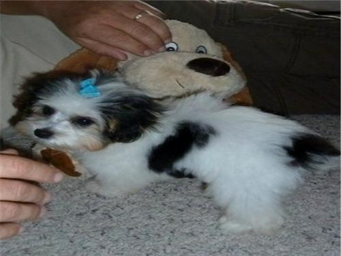 Cali - Morkie Puppy For Sale Premier Pups Cali - Morkie Puppy For Sale Premier Pups