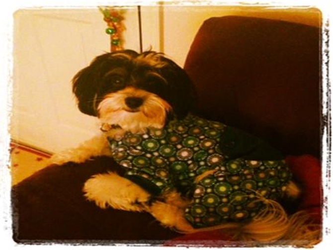 Jeezy - Havanese Puppy For Sale Premier Pups Jeezy - Havanese Puppy For Sale Premier Pups