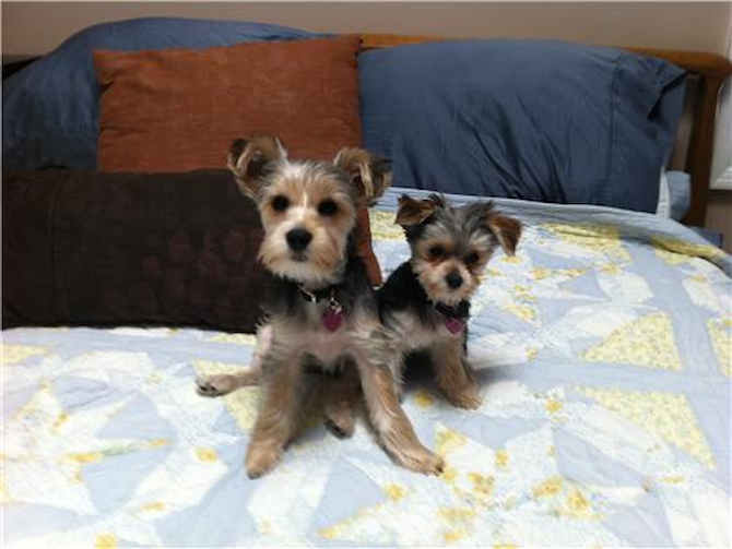 Bella & Sophie - Morkie Puppy For Sale Premier Pups Bella & Sophie - Morkie Puppy For Sale Premier Pups