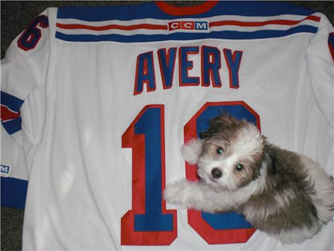 Avery - Havanese Puppy For Sale Premier Pups Avery - Havanese Puppy For Sale Premier Pups