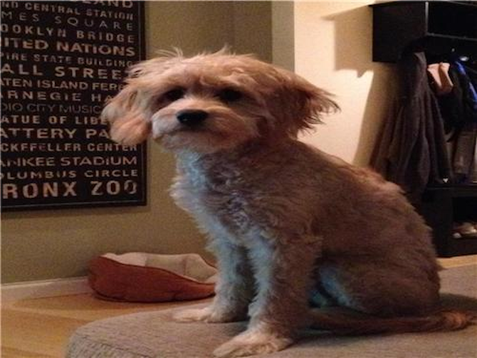 Oscar - Cavapoo Puppy For Sale Premier Pups Oscar - Cavapoo Puppy For Sale Premier Pups