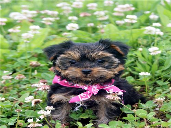 Baby Rashel Meeks - Yorkshire Terrier Puppy For Sale Premier Pups Baby Rashel Meeks - Yorkshire Terrier Puppy For Sale Premier Pups