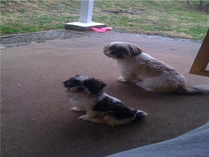 Tucker and Jackson (previously Buster and Marcus) - Shih Tzu Puppy For Sale Premier Pups Tucker and Jackson (previously Buster and Marcus) - Shih Tzu Puppy For Sale Premier Pups