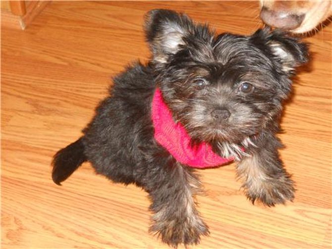Teddy (was Smoke) - Maltipom Puppy For Sale Premier Pups Teddy (was Smoke) - Maltipom Puppy For Sale Premier Pups