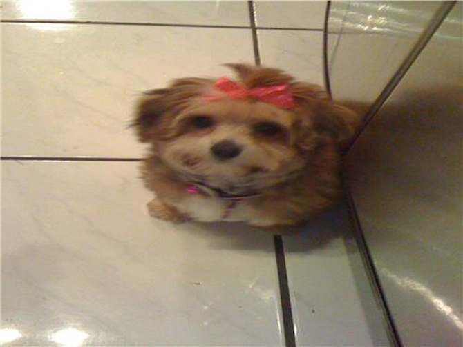 Coco Chanel "PKA" Amy - Morkie Puppy For Sale Premier Pups Coco Chanel "PKA" Amy - Morkie Puppy For Sale Premier Pups