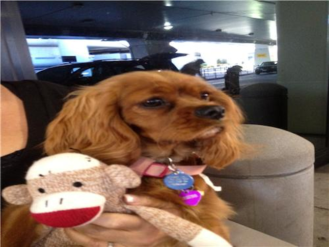 Lulu - Cavalier King Charles Spaniel Puppy For Sale Premier Pups Lulu - Cavalier King Charles Spaniel Puppy For Sale Premier Pups