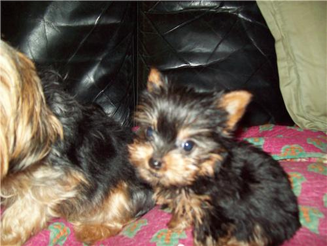 Billy Baggins Bojangles fournier - Yorkshire Terrier Puppy For Sale Premier Pups Billy Baggins Bojangles fournier - Yorkshire Terrier Puppy For Sale Premier Pups
