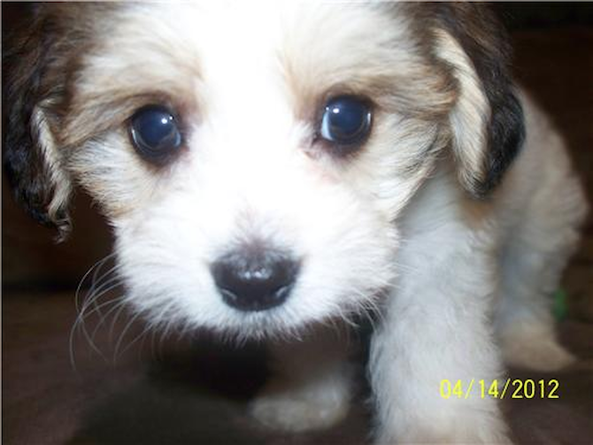 Gizmo - Cavachon Puppy For Sale Premier Pups Gizmo - Cavachon Puppy For Sale Premier Pups
