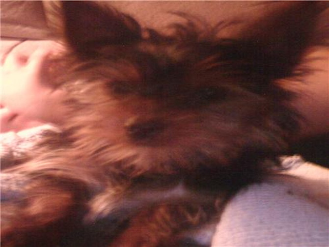 Tiana Marie - Yorkshire Terrier Puppy For Sale Premier Pups Tiana Marie - Yorkshire Terrier Puppy For Sale Premier Pups