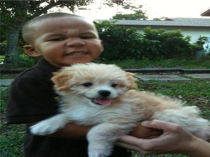 Max - Maltipoo Puppy For Sale Premier Pups Max - Maltipoo Puppy For Sale Premier Pups