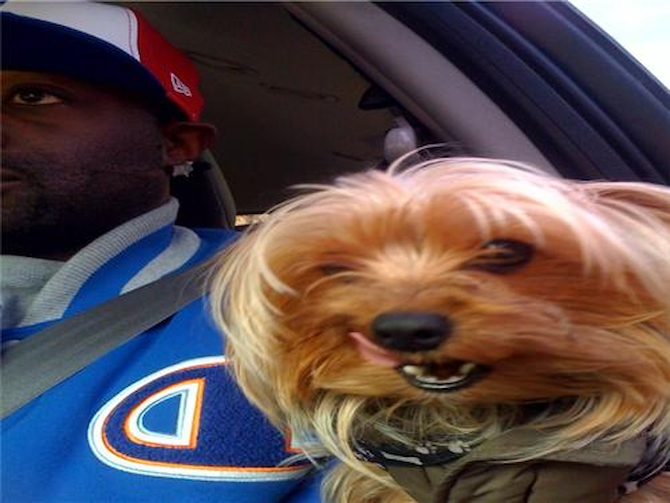 ziggy - Yorkshire Terrier Puppy For Sale Premier Pups ziggy - Yorkshire Terrier Puppy For Sale Premier Pups