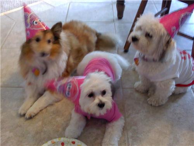 Jayda - Havanese Puppy For Sale Premier Pups Jayda - Havanese Puppy For Sale Premier Pups