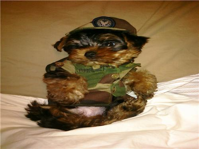 Marley - Yorkshire Terrier Puppy For Sale Premier Pups Marley - Yorkshire Terrier Puppy For Sale Premier Pups