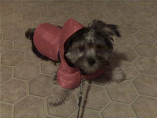 Kilo (AKA Johnny) - Morkie Puppy For Sale Premier Pups Kilo (AKA Johnny) - Morkie Puppy For Sale Premier Pups