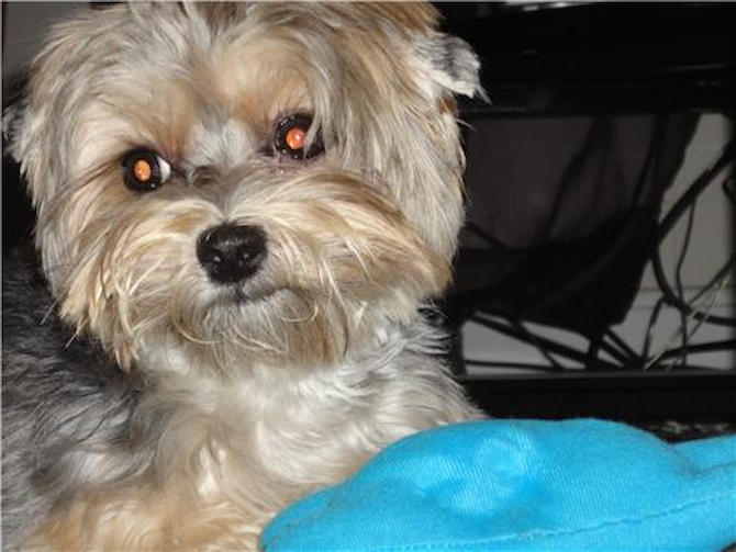 Puppers - Morkie Puppy For Sale Premier Pups Puppers - Morkie Puppy For Sale Premier Pups