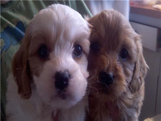Winston & Remington - Cavapoo Puppy For Sale Premier Pups Winston & Remington - Cavapoo Puppy For Sale Premier Pups