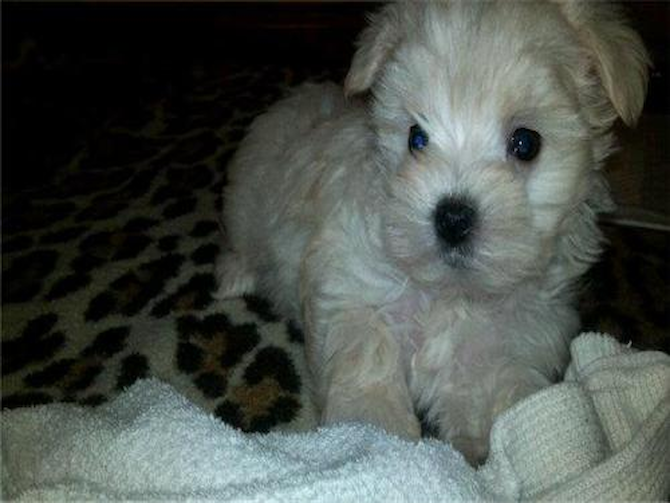 Bailey - Maltese Puppy For Sale Premier Pups Bailey - Maltese Puppy For Sale Premier Pups