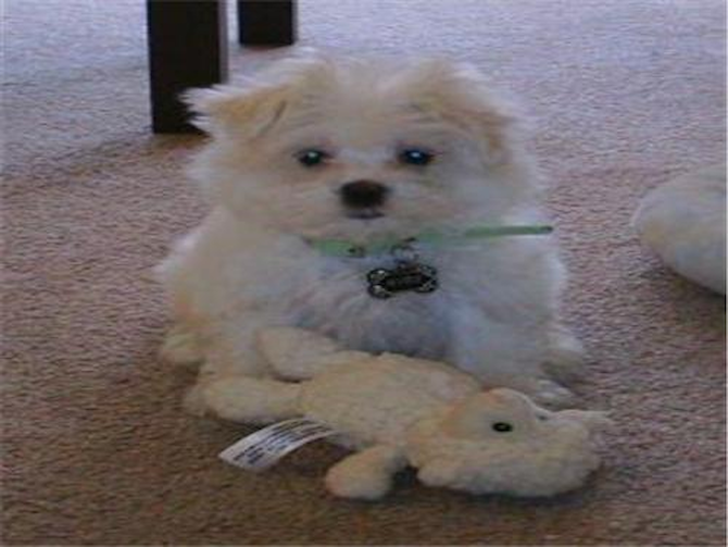 Hiro - Maltese Puppy For Sale Premier Pups Hiro - Maltese Puppy For Sale Premier Pups