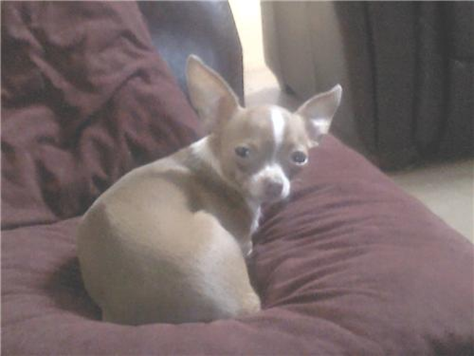 Venus - Chihuahua Puppy For Sale Premier Pups Venus - Chihuahua Puppy For Sale Premier Pups