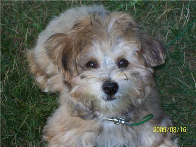 Scout ( aka Flash ) - Yorkie Poo Puppy For Sale Premier Pups Scout ( aka Flash ) - Yorkie Poo Puppy For Sale Premier Pups