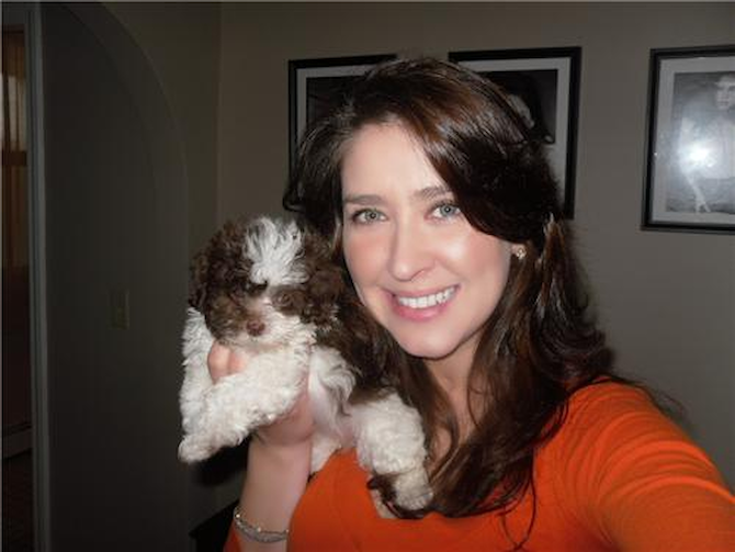Tiny - Maltipoo Puppy For Sale Premier Pups Tiny - Maltipoo Puppy For Sale Premier Pups