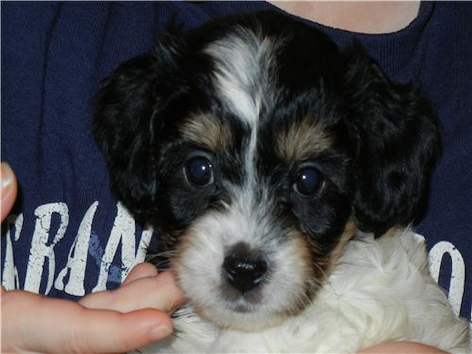Tehya (Known to you as Carly) - Cavachon Puppy For Sale Premier Pups Tehya (Known to you as Carly) - Cavachon Puppy For Sale Premier Pups