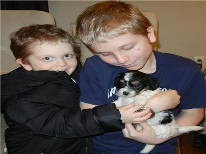 Tehya (Known to you as Carly) - Cavachon Puppy For Sale Premier Pups Tehya (Known to you as Carly) - Cavachon Puppy For Sale Premier Pups