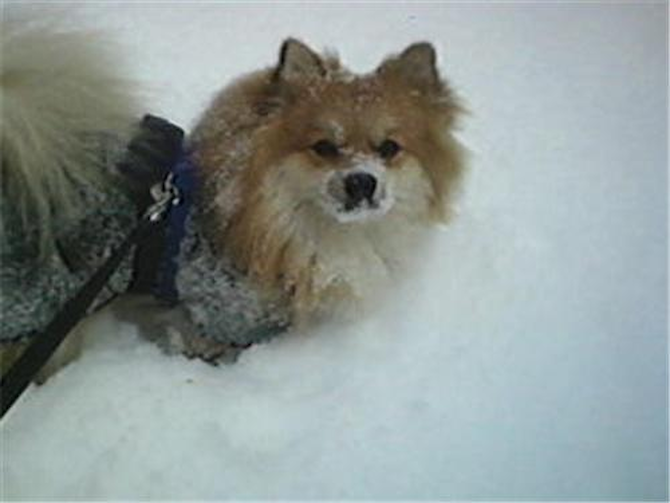 Corky - Pomeranian Puppy For Sale Premier Pups Corky - Pomeranian Puppy For Sale Premier Pups