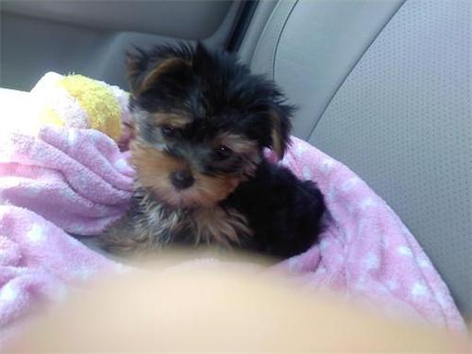 Pebbles - Yorkshire Terrier Puppy For Sale Premier Pups Pebbles - Yorkshire Terrier Puppy For Sale Premier Pups