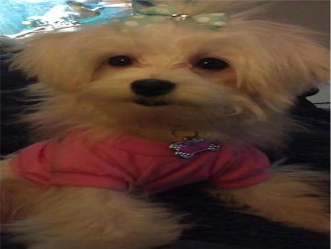 Pebbles - Maltese Puppy For Sale Premier Pups Pebbles - Maltese Puppy For Sale Premier Pups
