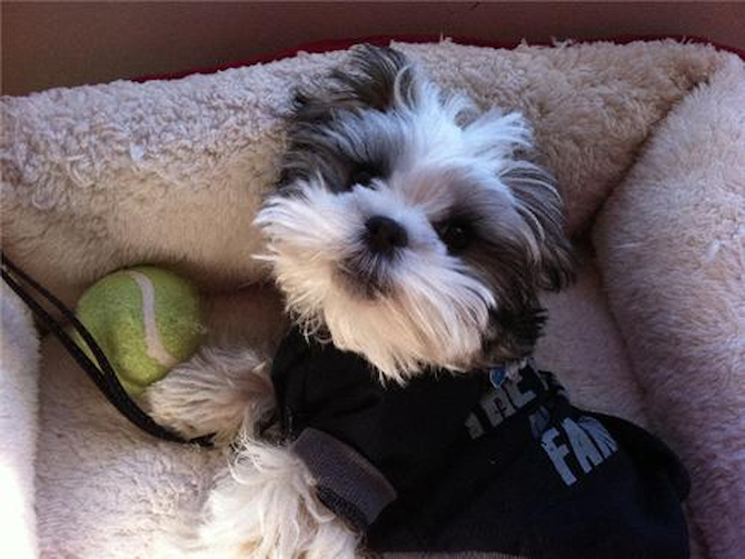 Oreo - Havanese Puppy For Sale Premier Pups Oreo - Havanese Puppy For Sale Premier Pups