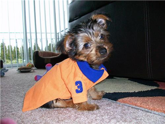 Bruin - Yorkshire Terrier Puppy For Sale Premier Pups Bruin - Yorkshire Terrier Puppy For Sale Premier Pups