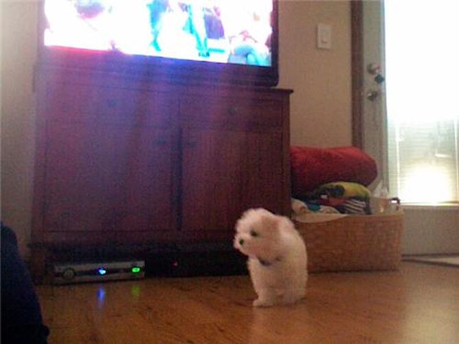 Harvey (formerly Max) - Maltese Puppy For Sale Premier Pups Harvey (formerly Max) - Maltese Puppy For Sale Premier Pups