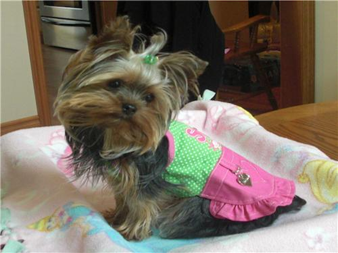Bella Christine Anastacia - Yorkshire Terrier Puppy For Sale Premier Pups Bella Christine Anastacia - Yorkshire Terrier Puppy For Sale Premier Pups