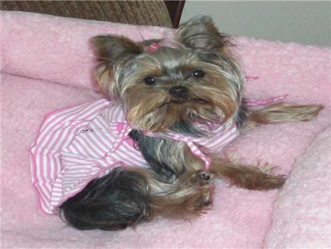 Bella - Yorkshire Terrier Puppy For Sale Premier Pups Bella - Yorkshire Terrier Puppy For Sale Premier Pups