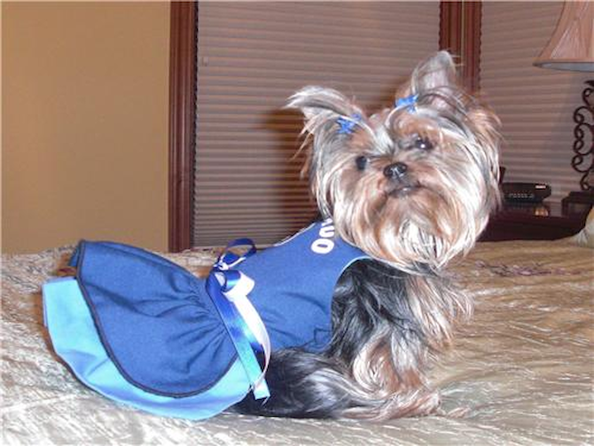 Bella Christine Anastascia - Yorkshire Terrier Puppy For Sale Premier Pups Bella Christine Anastascia - Yorkshire Terrier Puppy For Sale Premier Pups