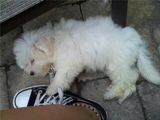 Madison - Maltese Puppy For Sale Premier Pups Madison - Maltese Puppy For Sale Premier Pups