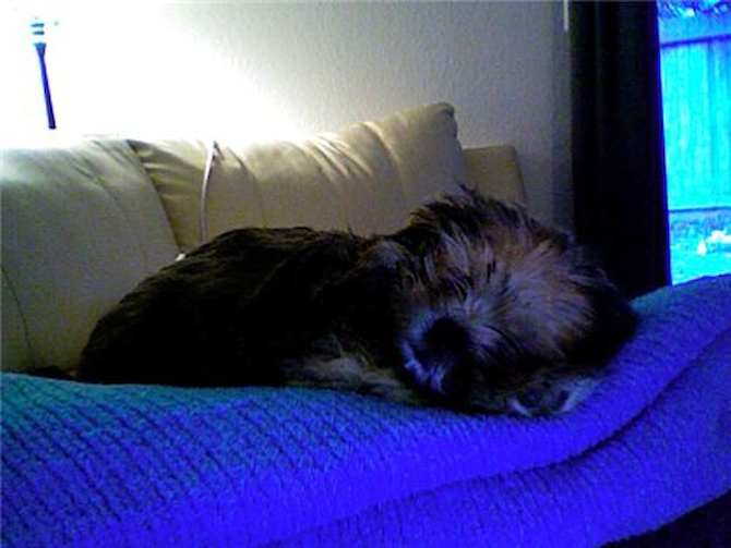Stella - Morkie Puppy For Sale Premier Pups Stella - Morkie Puppy For Sale Premier Pups