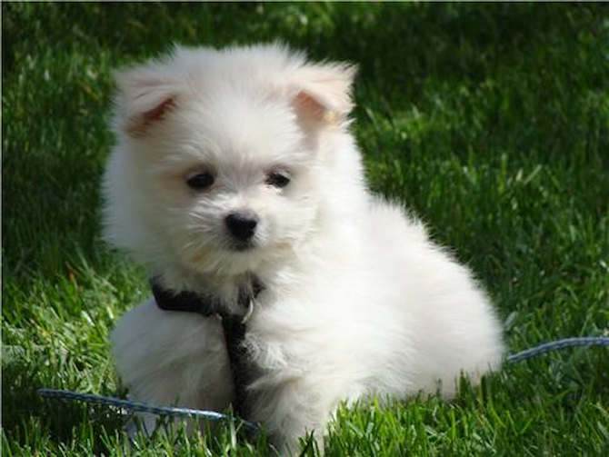 alec gavroche pierre - Maltipom Puppy For Sale Premier Pups alec gavroche pierre - Maltipom Puppy For Sale Premier Pups