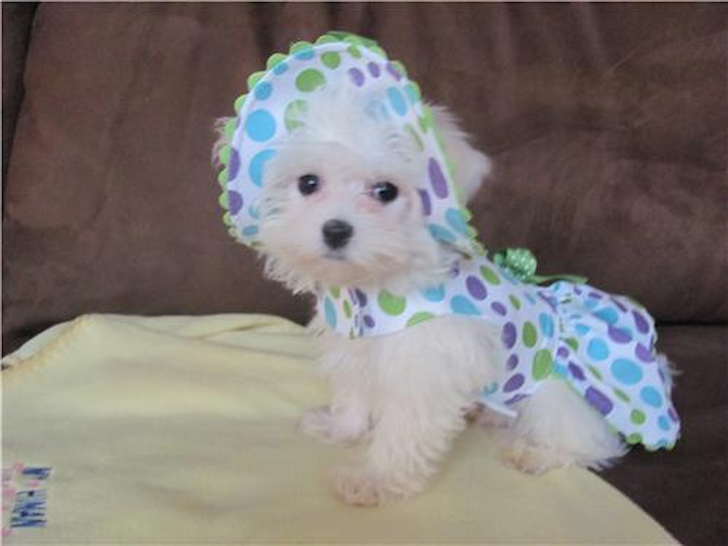 Gemma Grace - Maltese Puppy For Sale Premier Pups Gemma Grace - Maltese Puppy For Sale Premier Pups
