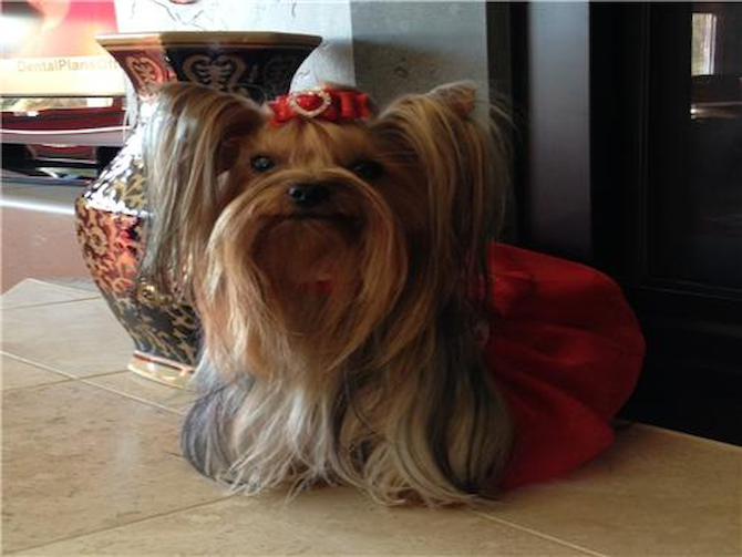 Sadie - Yorkshire Terrier Puppy For Sale Premier Pups Sadie - Yorkshire Terrier Puppy For Sale Premier Pups