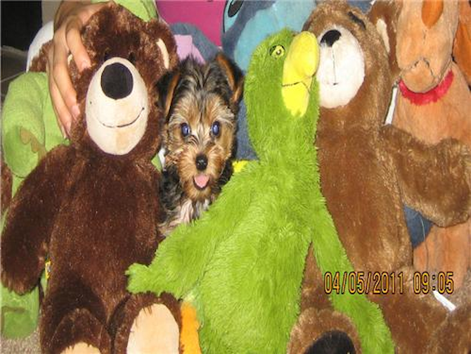 GOLDIE - Yorkshire Terrier Puppy For Sale Premier Pups GOLDIE - Yorkshire Terrier Puppy For Sale Premier Pups
