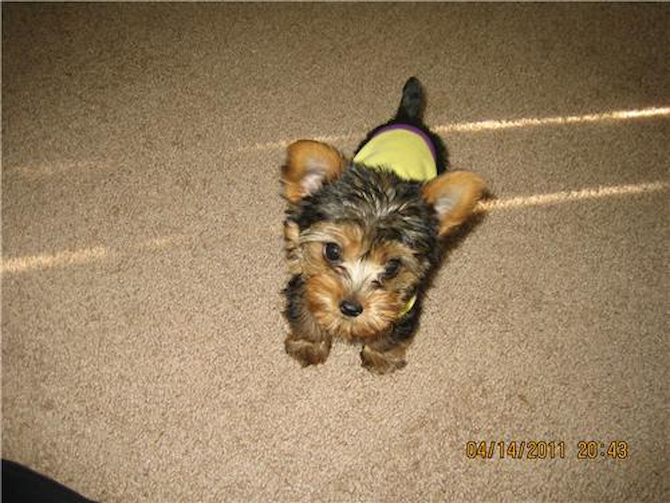 GOLDIE - Yorkshire Terrier Puppy For Sale Premier Pups GOLDIE - Yorkshire Terrier Puppy For Sale Premier Pups