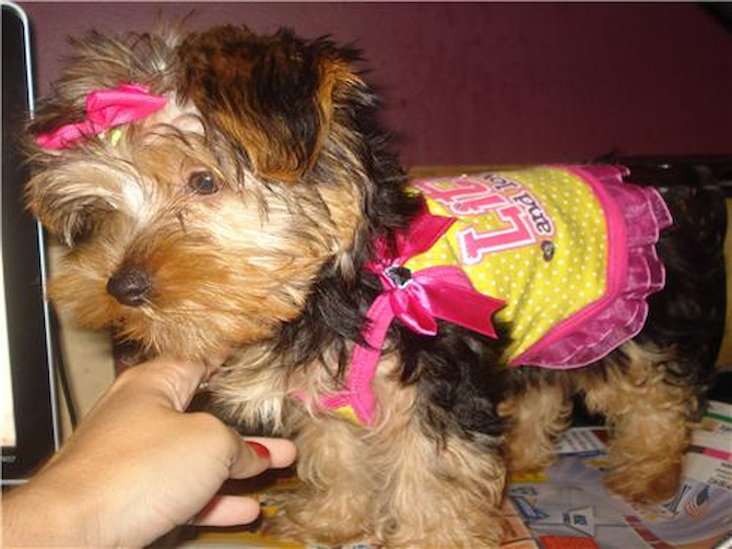 Lailah Shay formely Goldie - Yorkshire Terrier Puppy For Sale Premier Pups Lailah Shay formely Goldie - Yorkshire Terrier Puppy For Sale Premier Pups