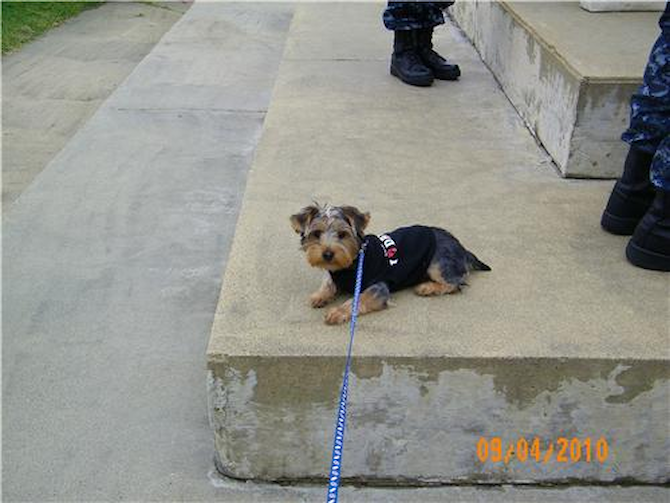 Poppy (aka Jeremy) - Yorkshire Terrier Puppy For Sale Premier Pups Poppy (aka Jeremy) - Yorkshire Terrier Puppy For Sale Premier Pups