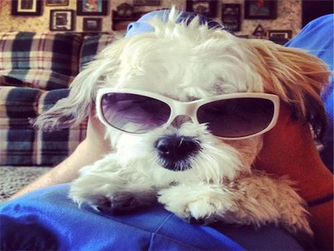 Tyson - Teddy Bear Puppy For Sale Premier Pups Tyson - Teddy Bear Puppy For Sale Premier Pups